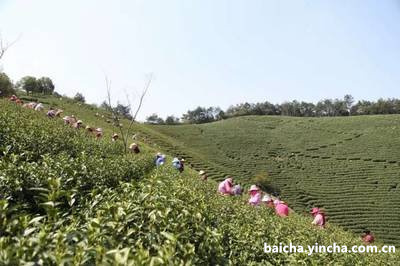 蝉蜓红是什么茶，蝉蜻蜓啥寓意