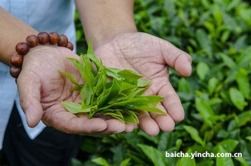 安吉白茶直播卖茶怎么样，主播说的话完整意思