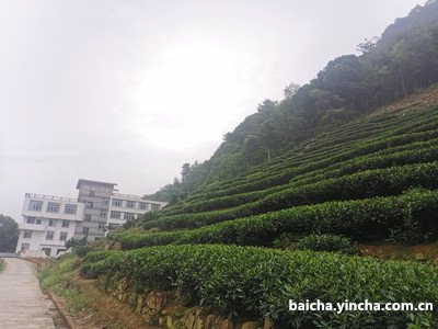 老白茶泡完茶杯子为什么脏，变色有絮状物