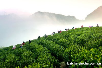 五峰千丈白毫价格及走势，湖北五峰千丈白毫茶叶48g，五峰千丈白毫茶业。