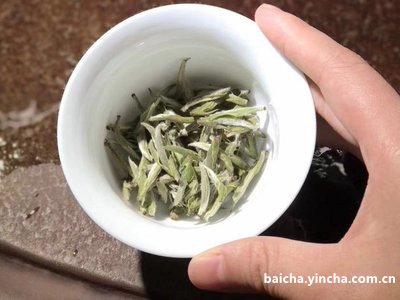 白茶炒茶步骤：如何炒制优质白茶？