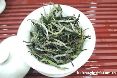 2009年的白茶茶饼价格，老白茶现在多少钱一饼？