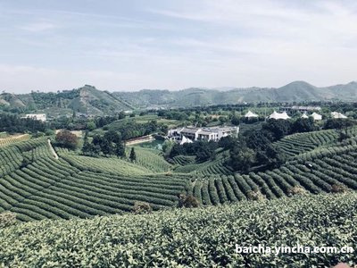 老白茶和普洱熟茶的区别及功效比较