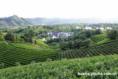 淄博本地产的茶叶排名及特色茶种分析