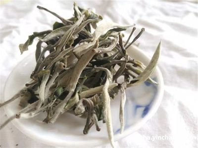 白茶炒茶步骤：如何炒制优质白茶？