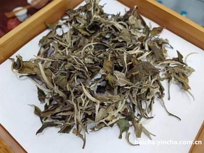 白菊花泡茶能降血压吗及正确饮用方法