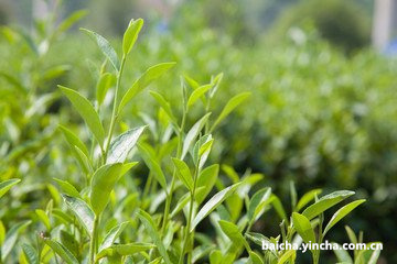 白茶白牡丹茶的口感、香味、特点、功效及作用