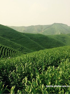 福建福鼎白茶,福建白茶和福鼎白茶