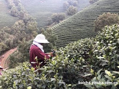 安吉白片与安吉白茶是同一种茶吗