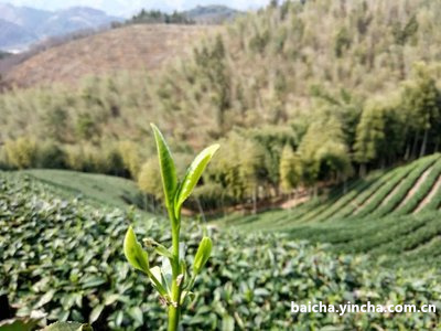 绿雪芽贡眉与寿眉区别,绿雪芽正方罐寿眉