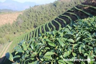 陈皮白茶女生喝好不好,女人喝陈皮茶好不好