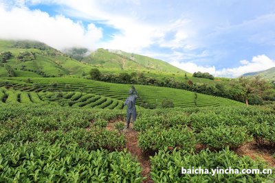 云栖老茶农白毫银针,云栖茶叶