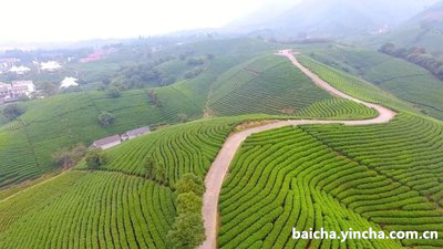 贡眉的干茶香气,贡眉是芽茶还是叶茶