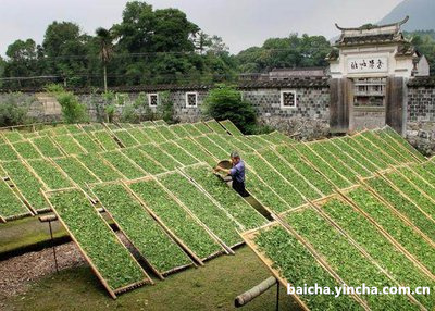 峨眉毛峰外形特征