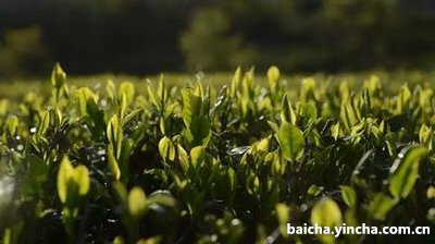 散茶贡眉图片,散茶的好处