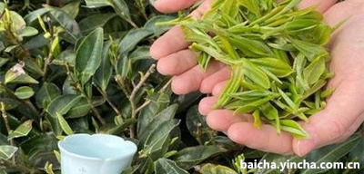 散茶贡眉图片,散茶的好处