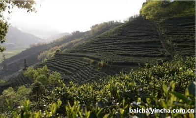 寿眉茶紧压白茶,寿眉紧压白茶 冲泡方法