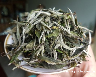 七年福鼎白茶茶饼什么价格,七年福鼎白茶的功效与作用