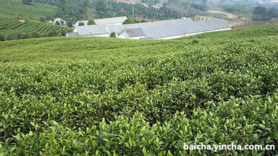 贡眉散茶素材图片,贡眉茶饼的功效与作用