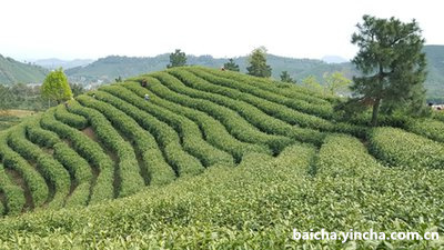 白茶茶饼与散白茶有哪些优缺点？