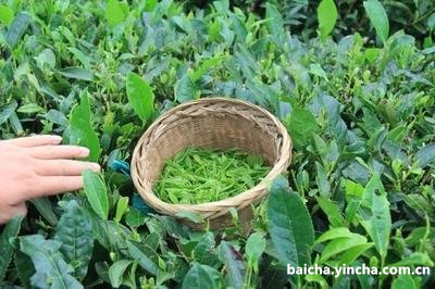 普洱茶老茶要这样泡才好喝，否者再好的老茶也是白搭！