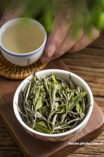 2015高山贡眉品茶会,福鼎高山贡眉