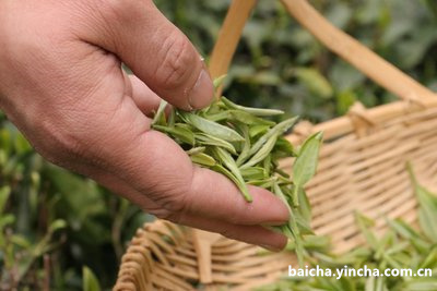 怎样分辨白牡丹茶好坏