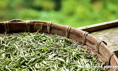 福鼎白茶名家,福鼎白茶制茶大师有几位