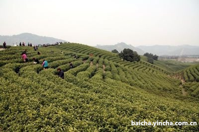 了解黑茶中的千两茶（安化黑茶和白沙溪黑茶）