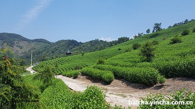 陈年白毫银针的文案,白毫银针软文