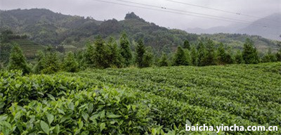 白霜雾毫茶叶怎么样？白霜雾毫是好茶吗