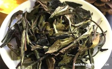 安吉白茶春茶上市时间