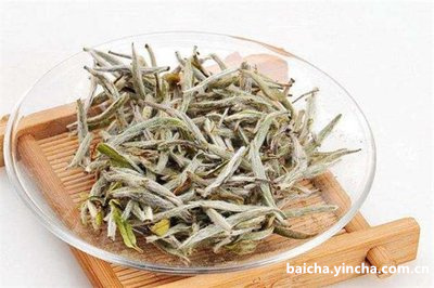 明前春茶贵如油，安吉白茶到底好在哪里？