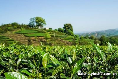 红茶传统名茶之金骏眉（武夷山正山小种）