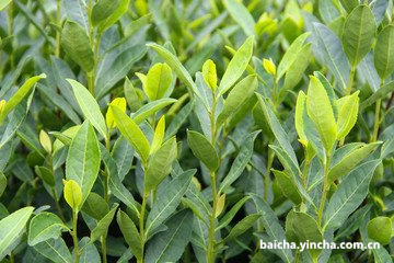 叶芽泉白毫银针评测,白芽茶和白叶茶的区别