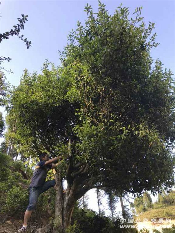 南古树白茶厂家招商电话号码