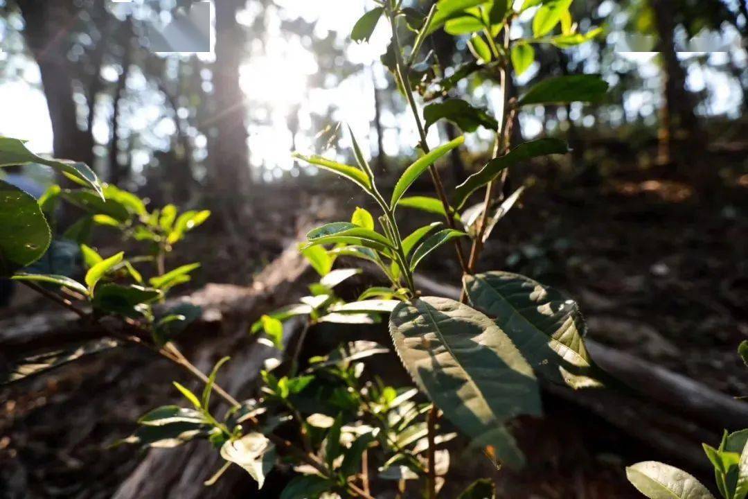 古树白茶的功效与作用知道及禁忌