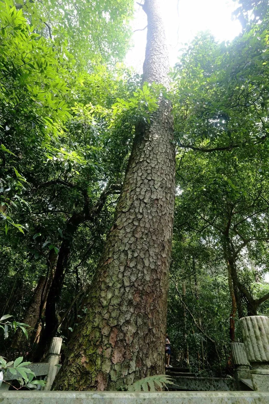 武汉古树名录及名木位置