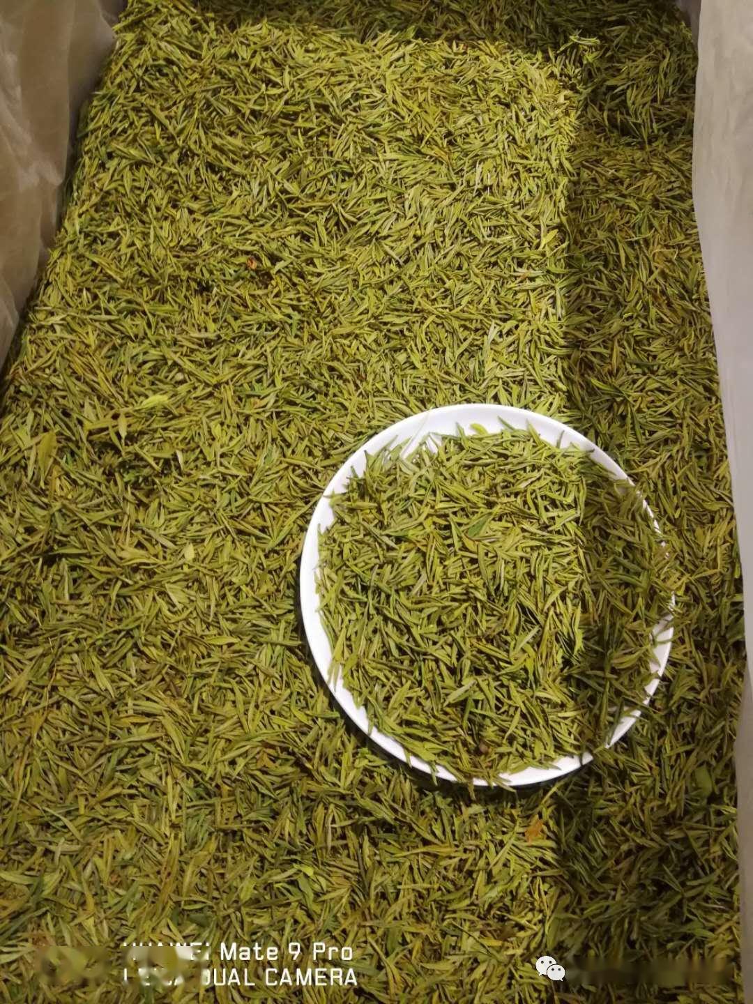 黄金牙茶和安吉白茶的