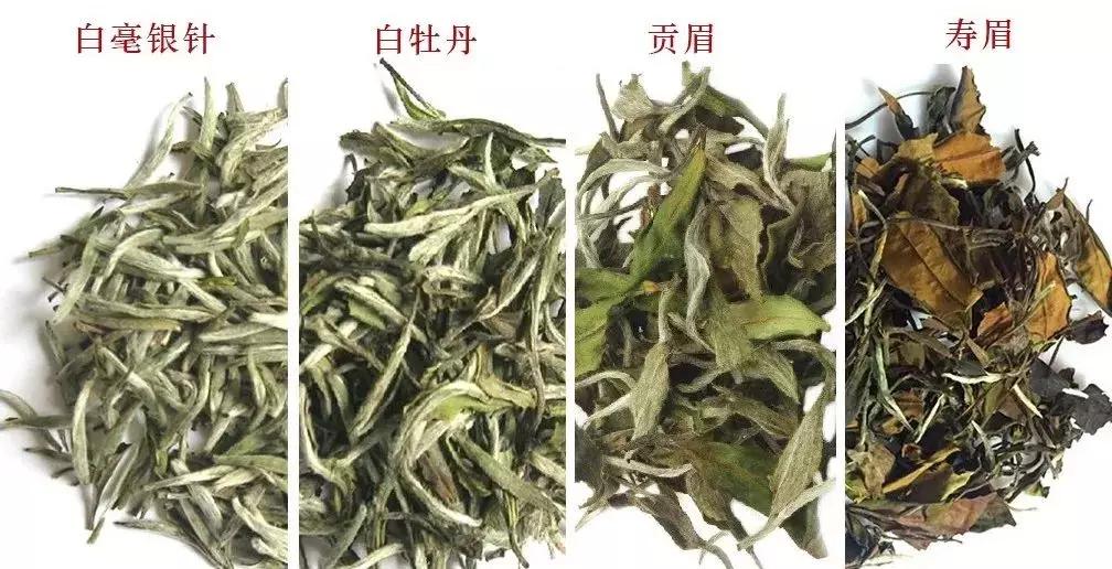 福鼎白茶牡丹口感怎么样