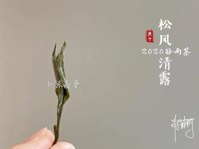 清明节能给人送白茶