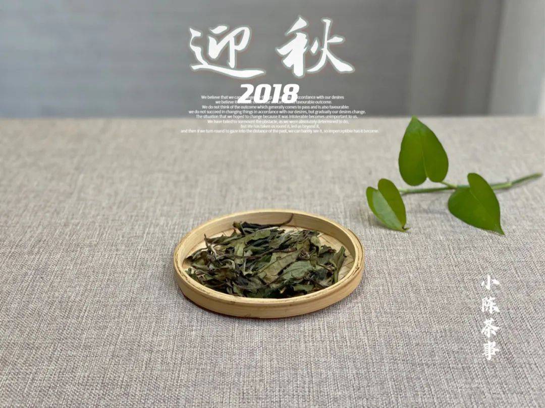 老白茶散茶可以存多久