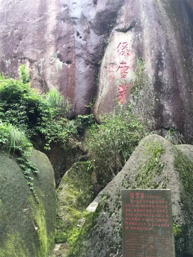 太姥山白茶母树多少年了能开花