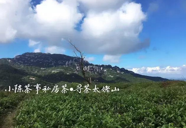 太姥山白茶母树多少年了