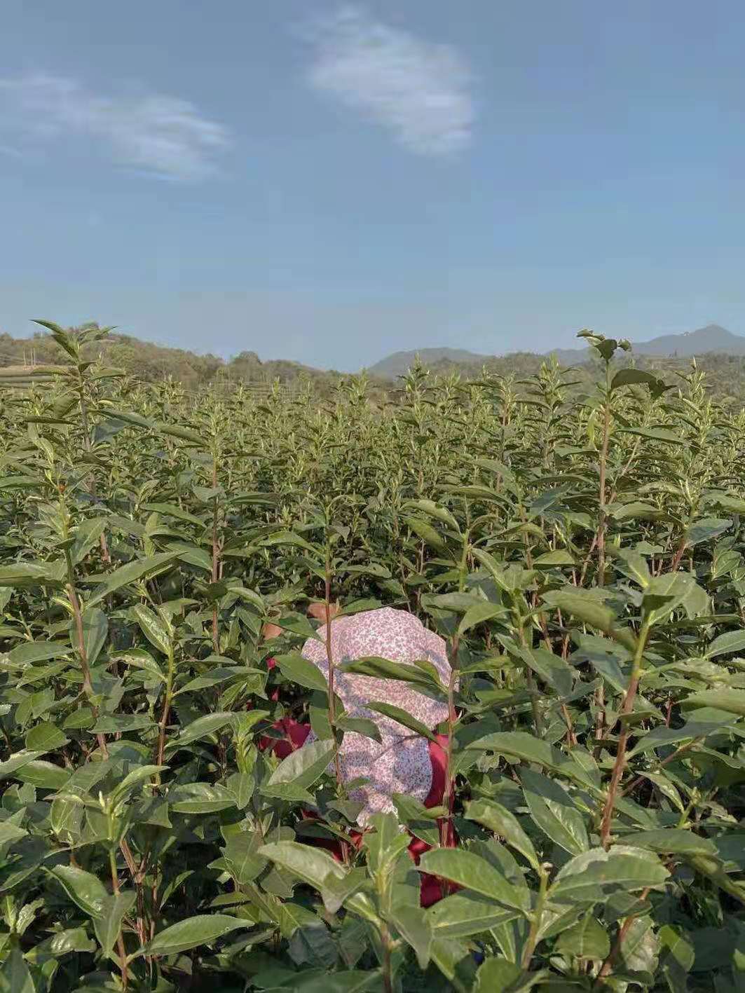 太姥山白茶母树多少年了