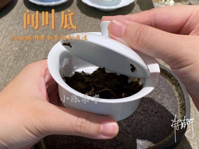 白茶泡开的样子及图片大全