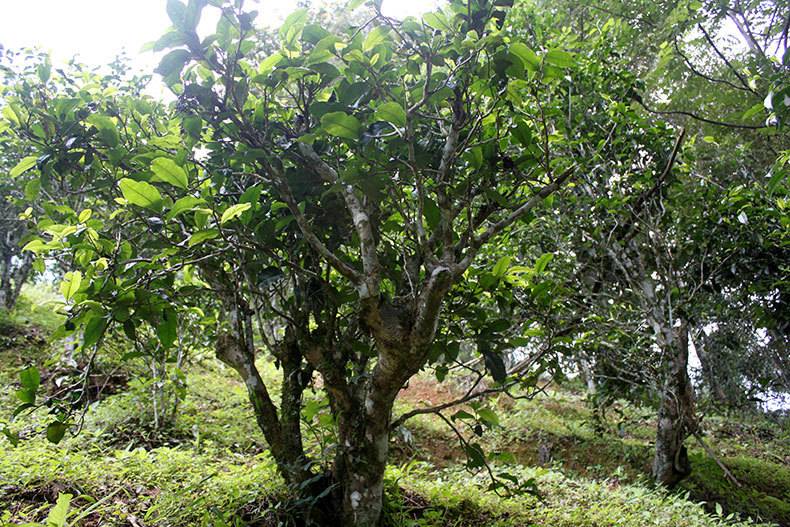 古树白茶价格及雨林、鹰边箐、昔归、冰岛相关价格