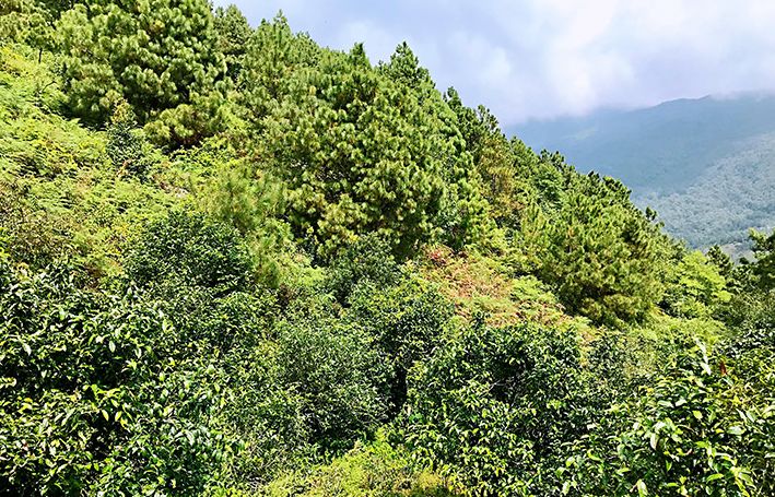 龙岩古树白茶怎么加盟代理