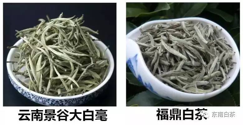 云南白茶价格表及月光白价格