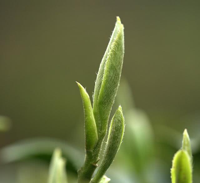 绿雪芽白茶有假的吗